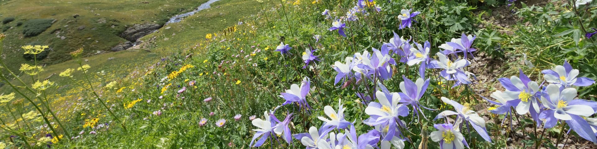 Colorado Columbine Flower on Ice Lake Trail in San Juan Mountains, Colorado