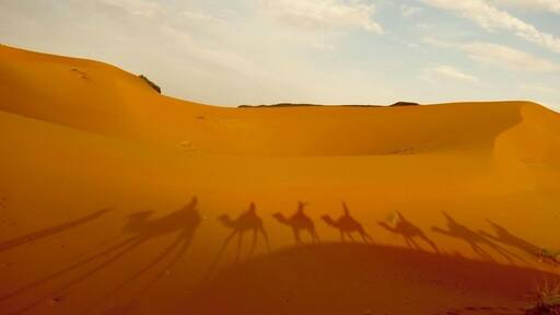 Camel trekking with my best friends through the Sahara Desert near the Algerian and Moroccan boarder. #adventure