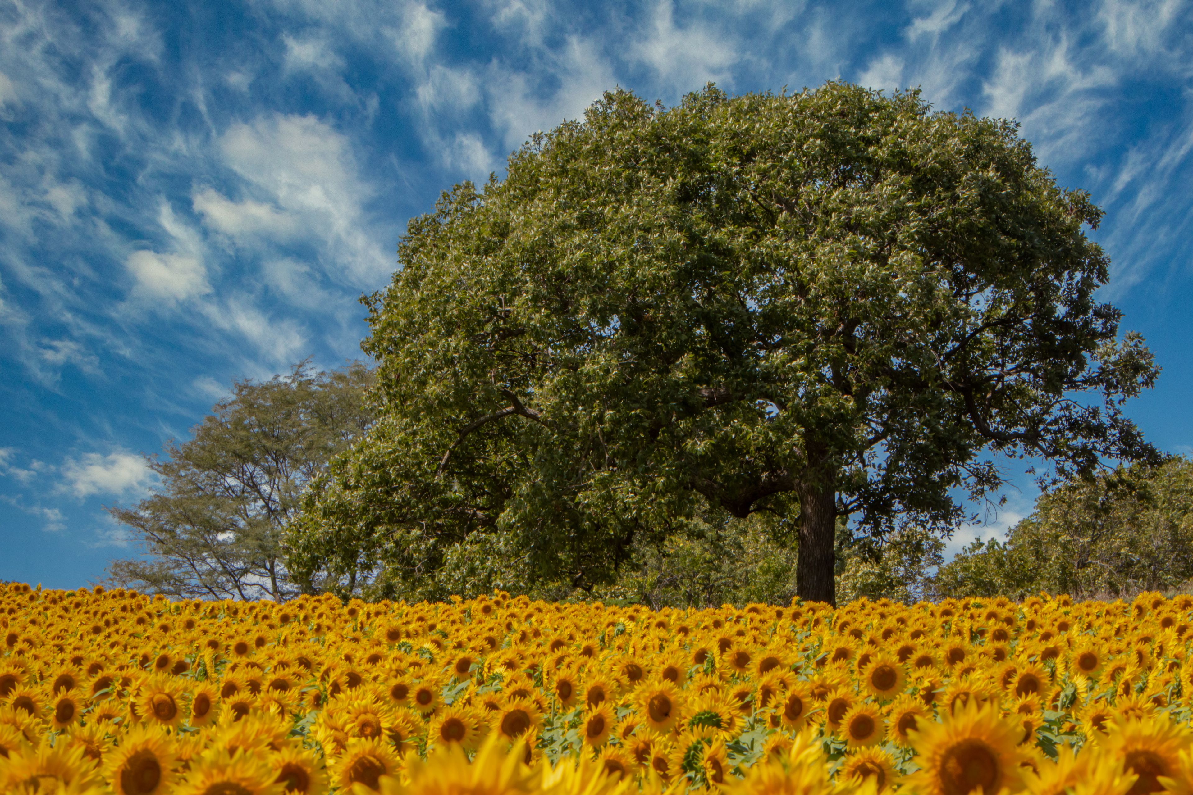 A field of sunflowers with a large tree in the background under a blue sky with clouds.