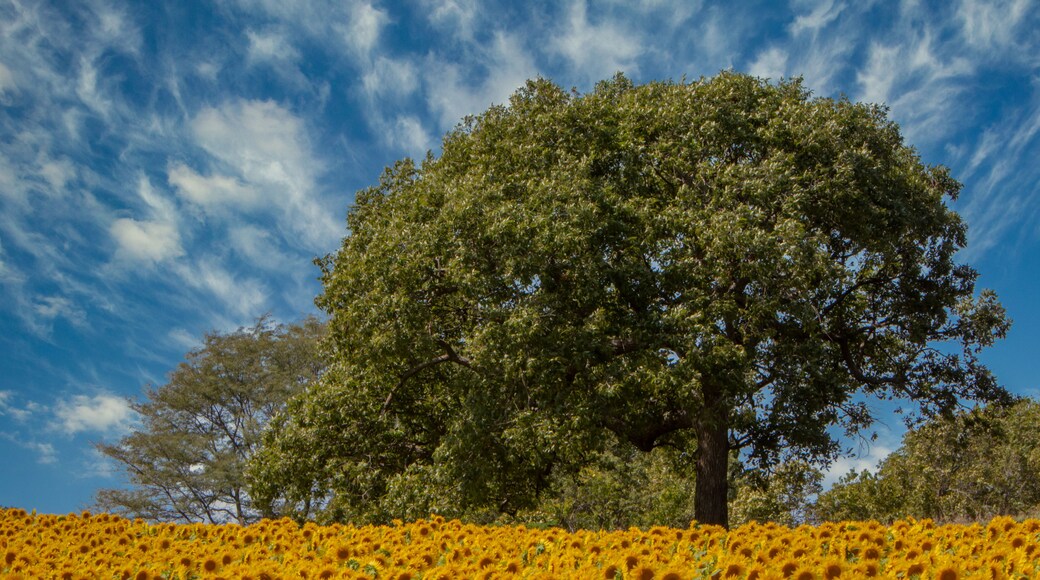 A field of sunflowers with a large tree in the background under a blue sky with clouds.