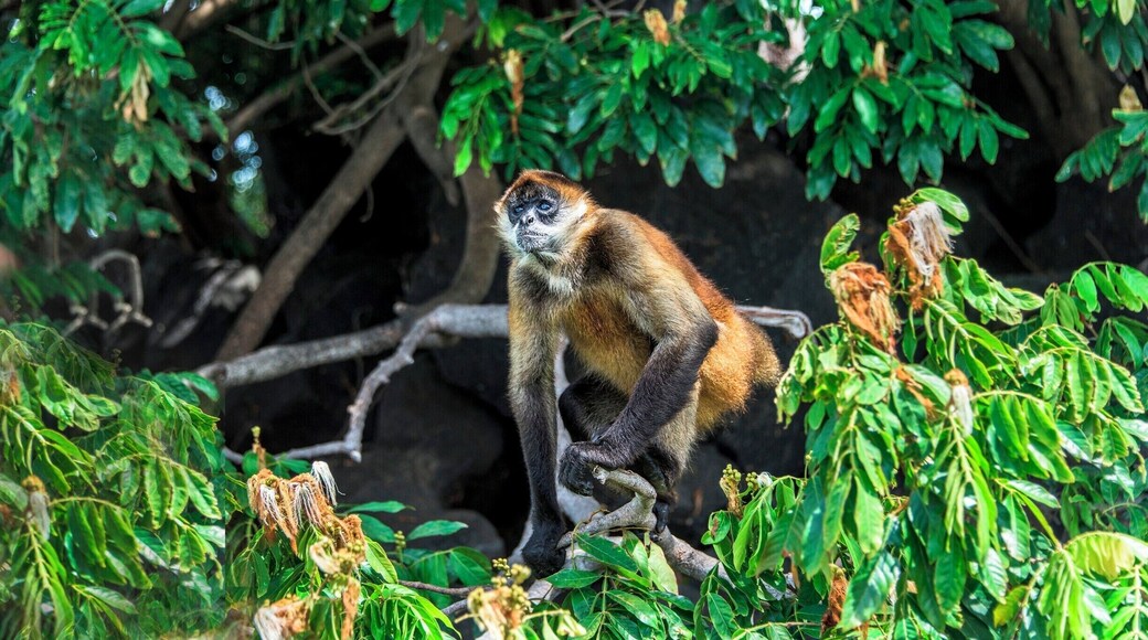 A spider monkey getting ready to catch a lime that was tossed to him.
The monkeys live on the islands within Lake Nicaragua. We were told that the monkeys like limes, so we tossed and handed cut limes to the monkeys. They squeezed the limes in their mouths and then rubbed the limes all over their bodies. They find it refreshing and they like the smell.