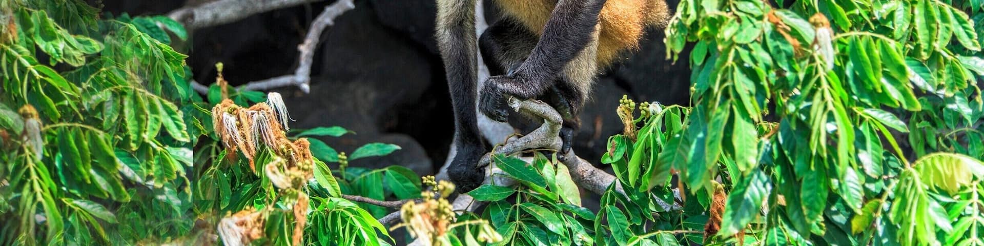 A spider monkey getting ready to catch a lime that was tossed to him.
The monkeys live on the islands within Lake Nicaragua. We were told that the monkeys like limes, so we tossed and handed cut limes to the monkeys. They squeezed the limes in their mouths and then rubbed the limes all over their bodies. They find it refreshing and they like the smell.