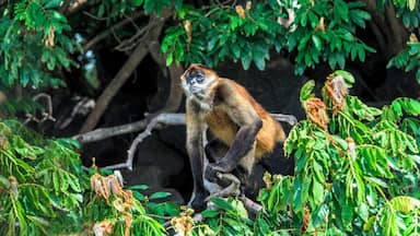 A spider monkey getting ready to catch a lime that was tossed to him.
The monkeys live on the islands within Lake Nicaragua. We were told that the monkeys like limes, so we tossed and handed cut limes to the monkeys. They squeezed the limes in their mouths and then rubbed the limes all over their bodies. They find it refreshing and they like the smell.