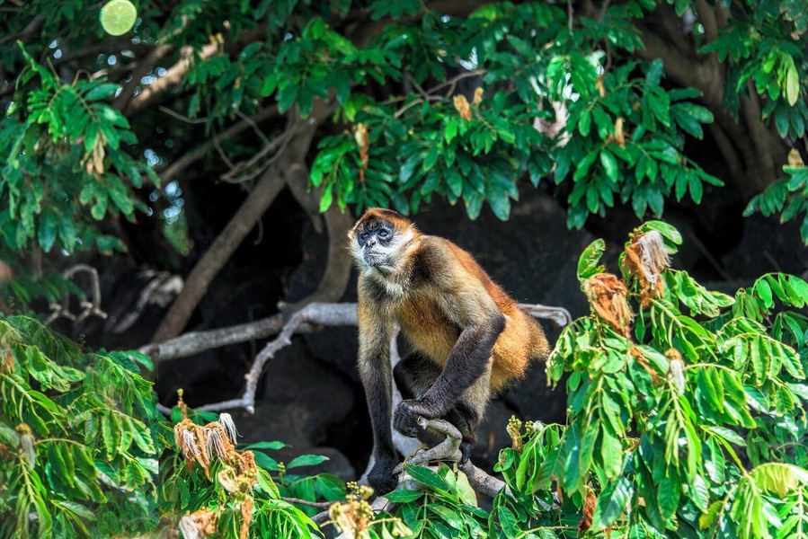 A spider monkey getting ready to catch a lime that was tossed to him.
The monkeys live on the islands within Lake Nicaragua. We were told that the monkeys like limes, so we tossed and handed cut limes to the monkeys. They squeezed the limes in their mouths and then rubbed the limes all over their bodies. They find it refreshing and they like the smell.