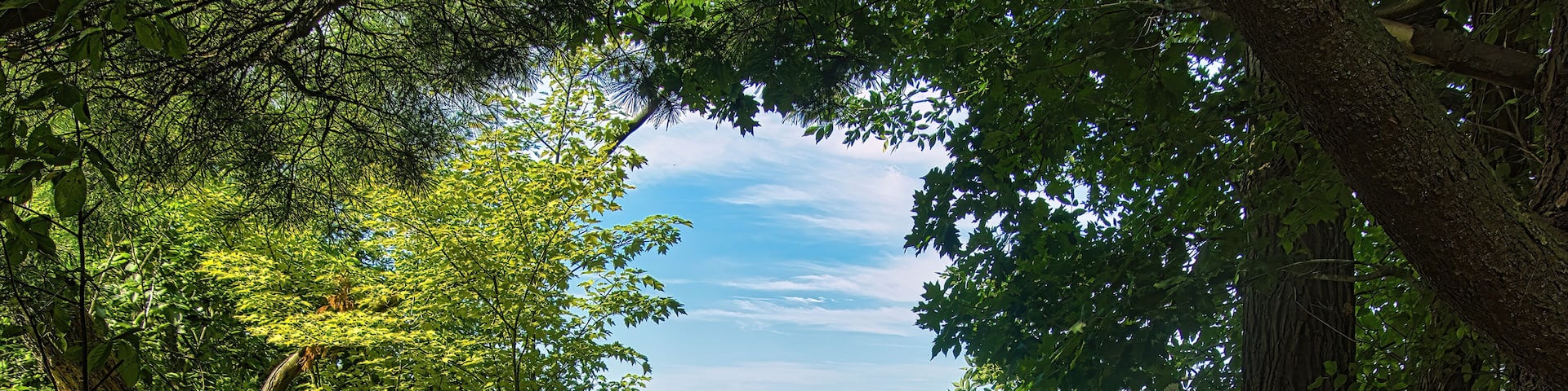 On a sunny Summer day, an empty bench with a bicycle design faces the Chippewa River from a shady spot along the Old Abe State Trail, near Jim Falls, WI.
