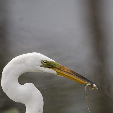 What an awesome place located in the busiest city. This place is heaven for nature and bird lovers. Also good place for an evening walk for those lice in the neighborhood.
Egrets, herons, wading birds, ducks, aligators, racoons, etc