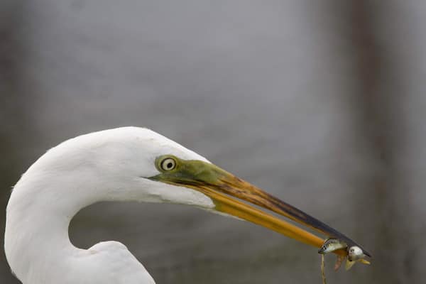 What an awesome place located in the busiest city. This place is heaven for nature and bird lovers. Also good place for an evening walk for those lice in the neighborhood.
Egrets, herons, wading birds, ducks, aligators, racoons, etc