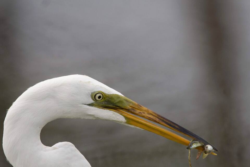 A white bird with a curved neck holding a fish.
