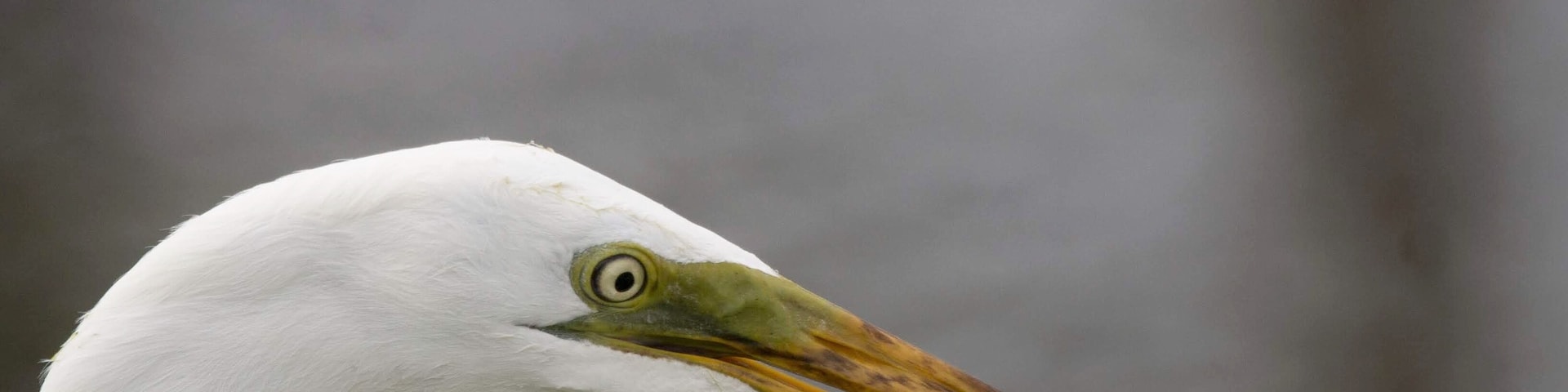 What an awesome place located in the busiest city. This place is heaven for nature and bird lovers. Also good place for an evening walk for those lice in the neighborhood.
Egrets, herons, wading birds, ducks, aligators, racoons, etc