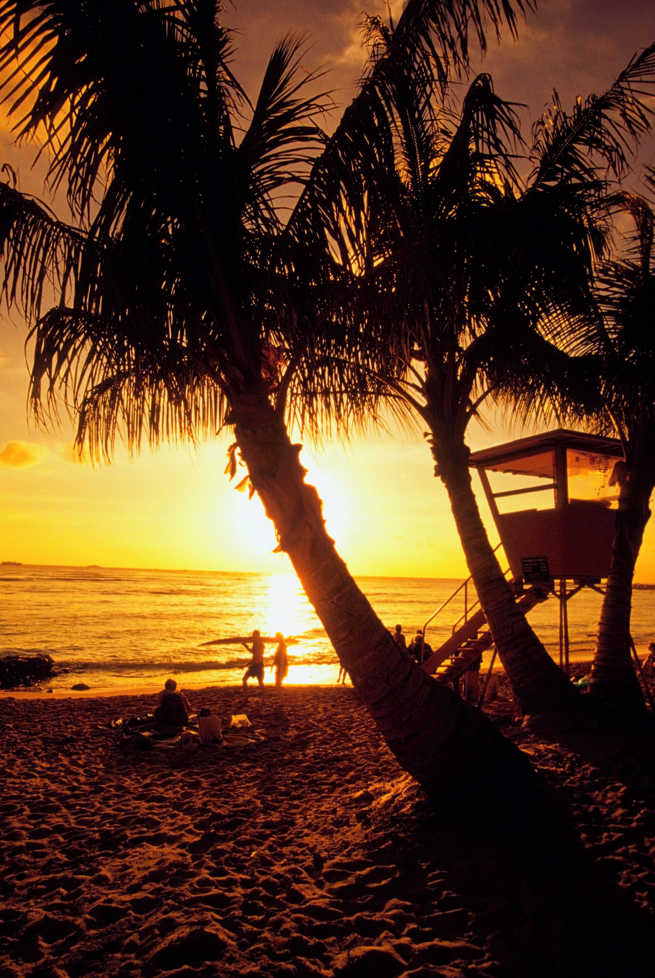 Silhouette of palm trees on a beach, Waikoloa Beach, Hawaii, USA