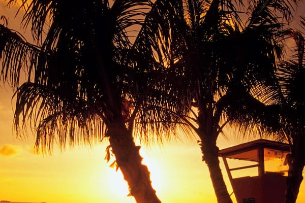 Silhouette of palm trees on a beach, Waikoloa Beach, Hawaii, USA