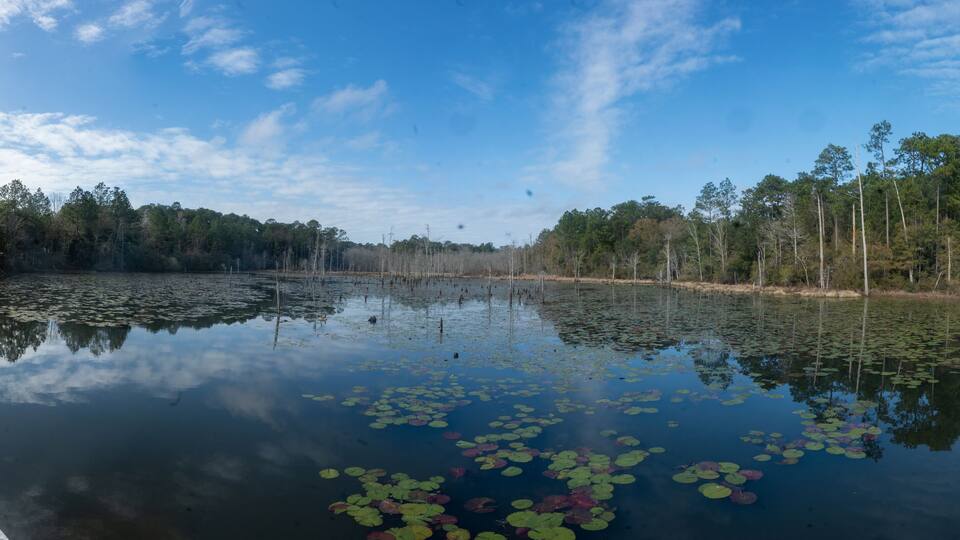 A calm pond with lily pads and a wooden dock.