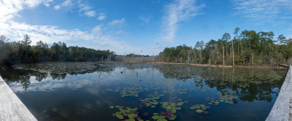 A calm pond with lily pads and a wooden dock.