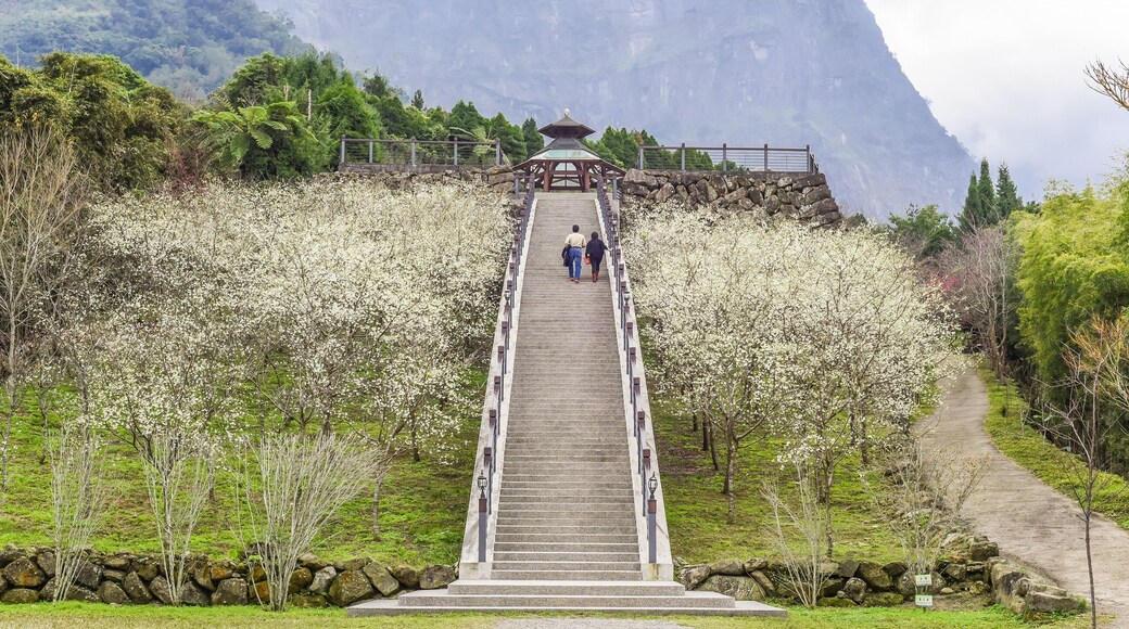 Beautiful White Formosa Sakura Blooming at Hanshini Forest Recreation Area, Caoling Village, Yunlin, Taiwan, Shutterstock ID 1013306293, SF SSA Case with Manager Approval: Case 07151371, Job: Prepay c