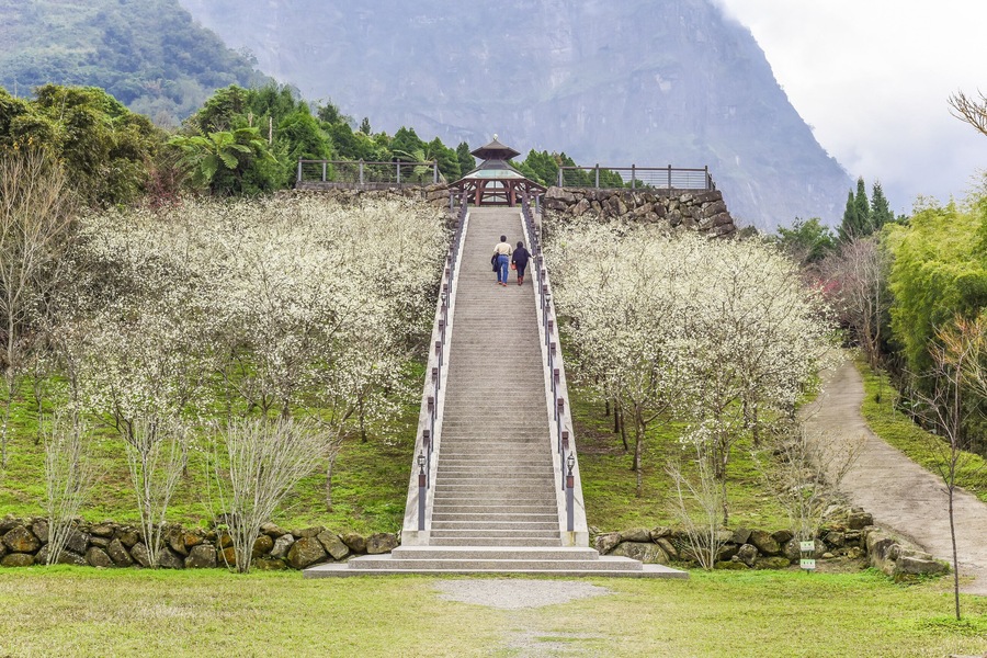 Beautiful White Formosa Sakura Blooming at Hanshini Forest Recreation Area, Caoling Village, Yunlin, Taiwan, Shutterstock ID 1013306293, SF SSA Case with Manager Approval: Case 07151371, Job: Prepay c