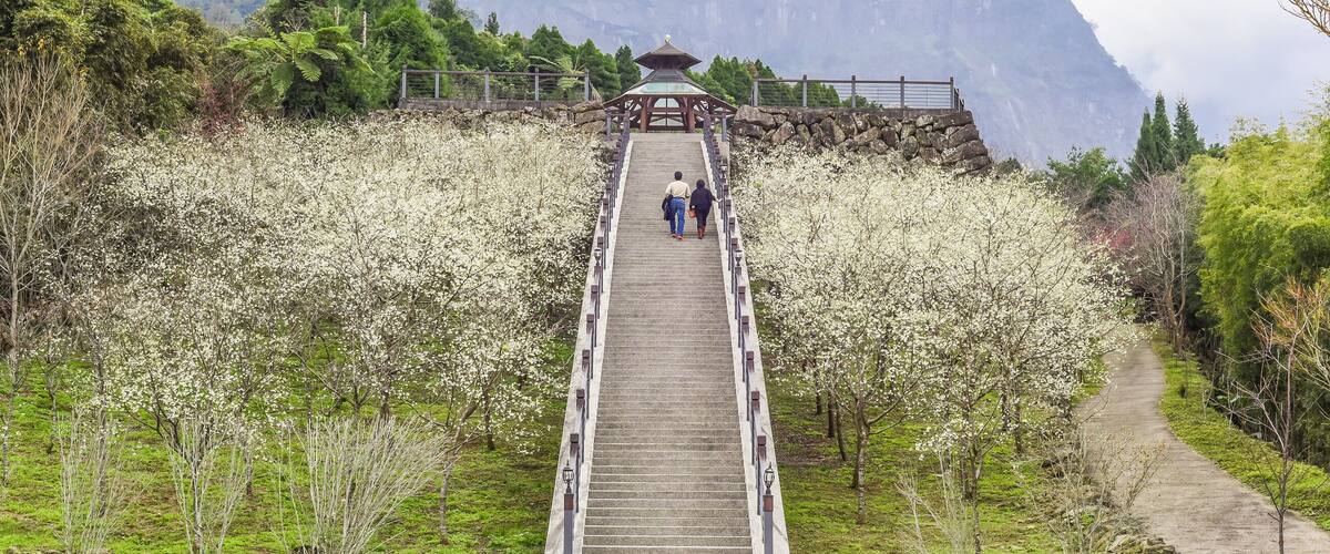 A wooden staircase leading to a pagoda surrounded by blooming trees.
