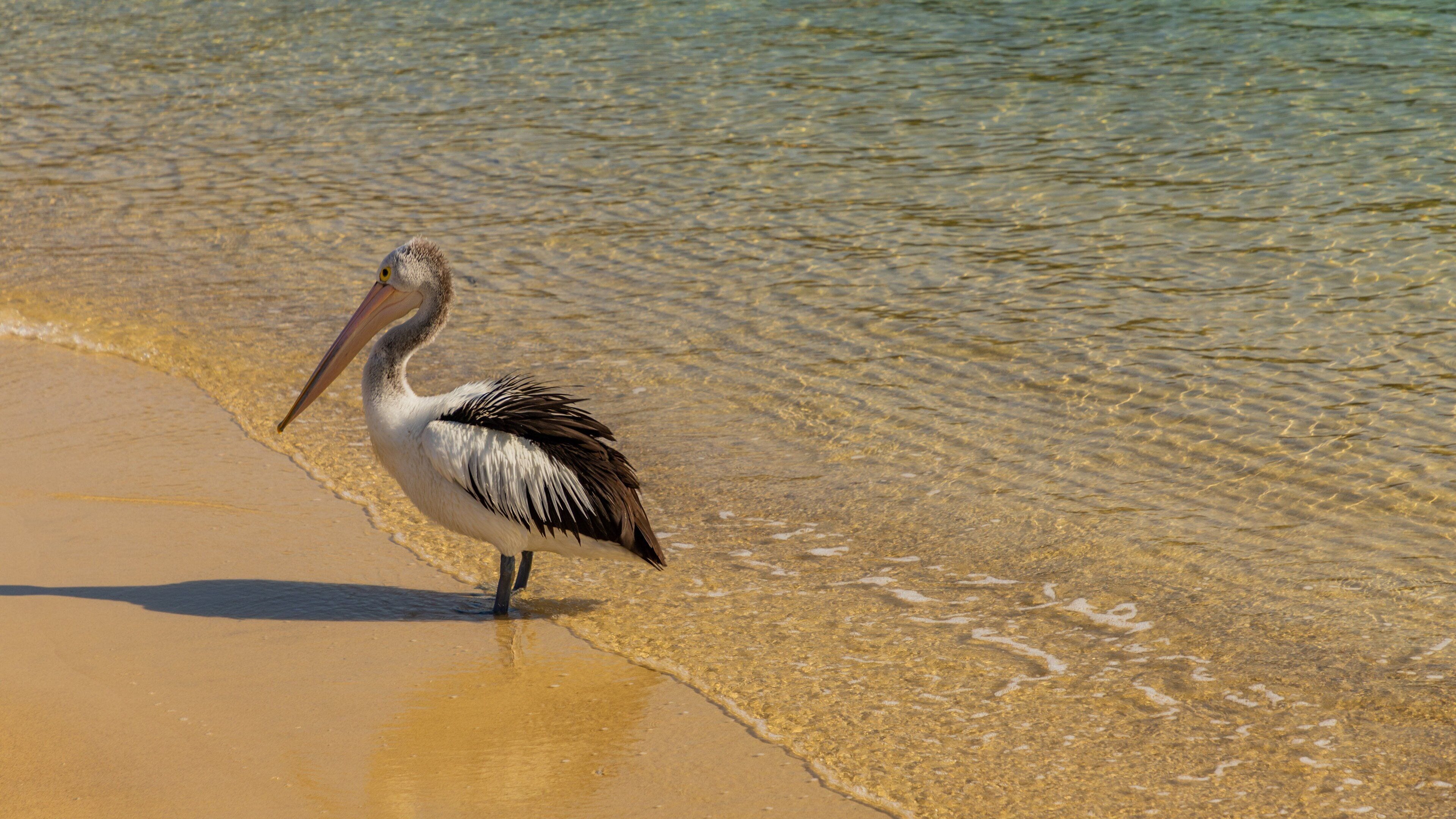 Little Beach showing general coastal views, bird life and a sandy beach