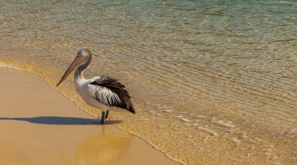 Little Beach showing general coastal views, bird life and a sandy beach