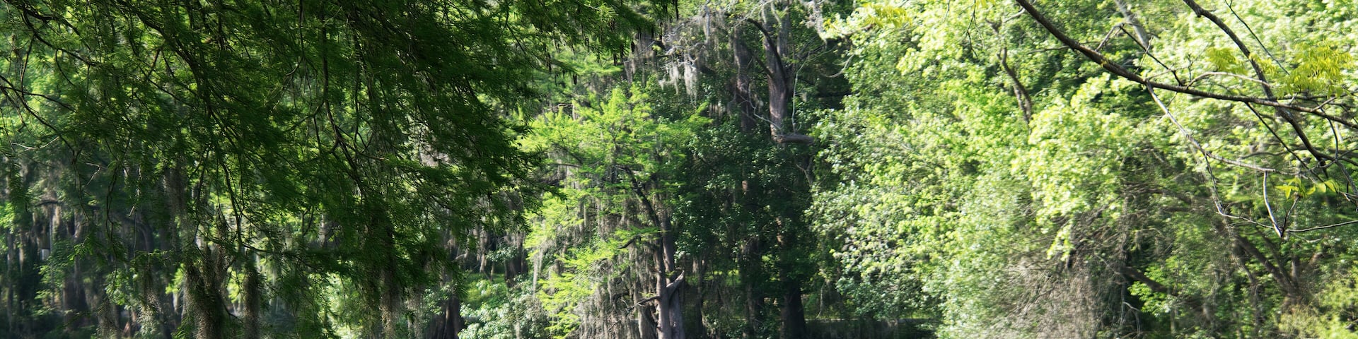 cypress trees on the Comal river in New Braunfels, Texas