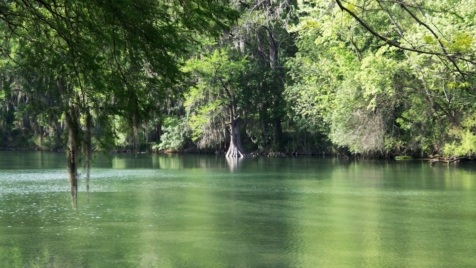 cypress trees on the Comal river in New Braunfels, Texas
