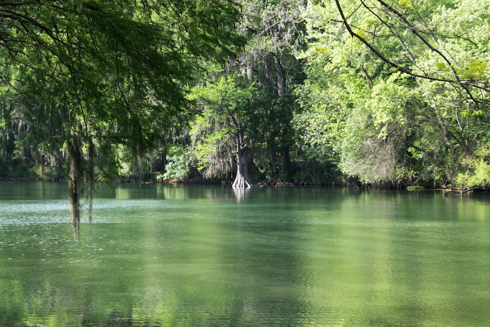 A calm river surrounded by dense green foliage and trees.