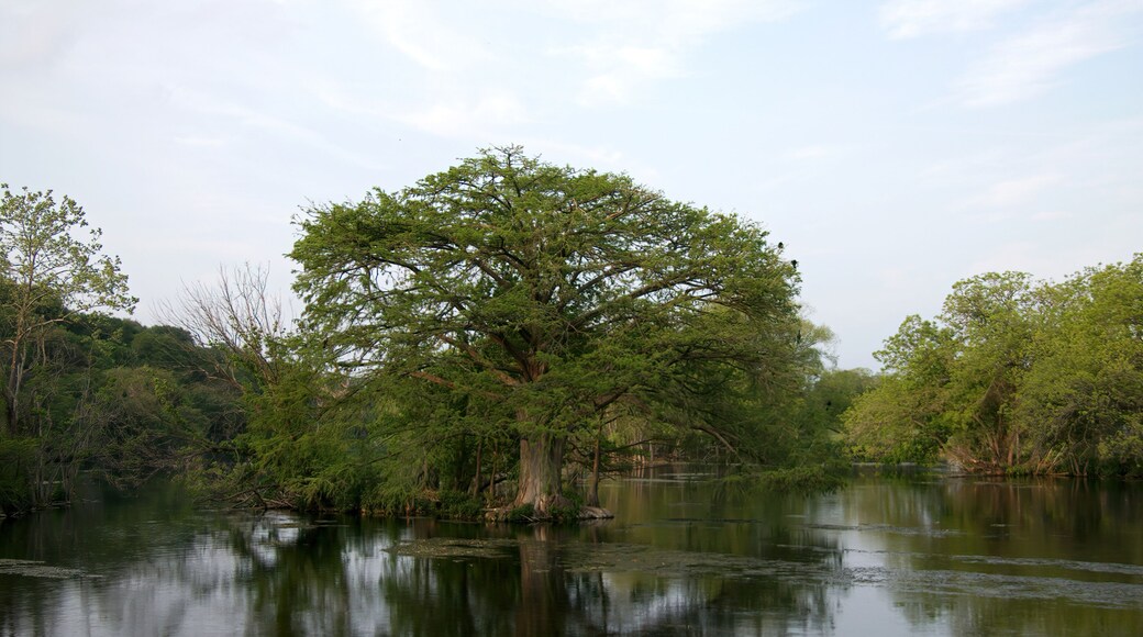 cypress tree in the Comal river in New Braunfels, Texas