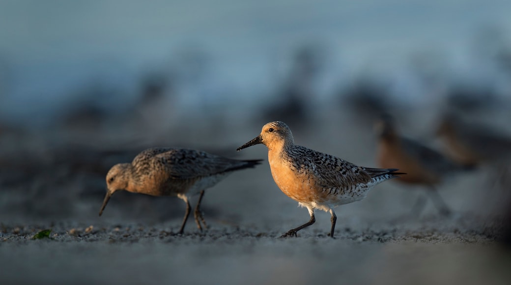 A Red Knot stands out on the beach with a small spotlight of morning sun lighting up the bird.