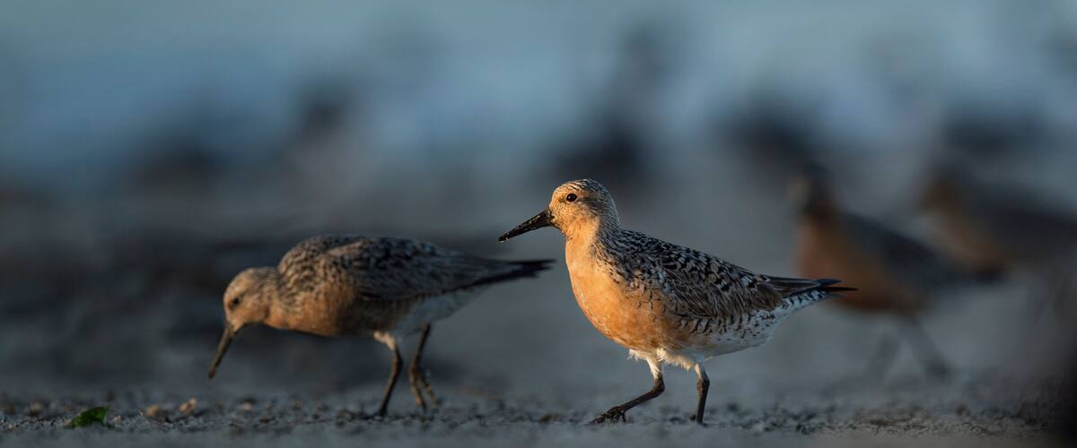 A Red Knot stands out on the beach with a small spotlight of morning sun lighting up the bird.