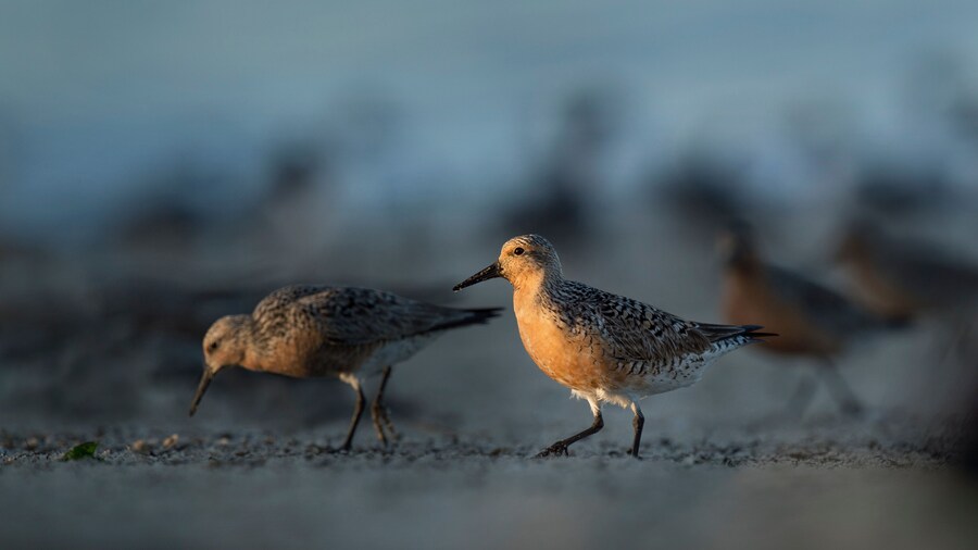 A Red Knot stands out on the beach with a small spotlight of morning sun lighting up the bird.