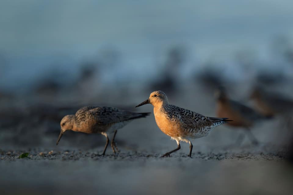 Deux oiseaux se promènent sur une plage de sable.