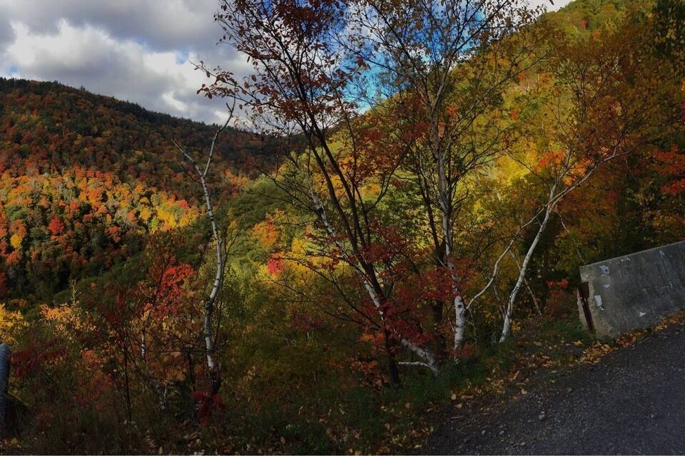 A road winding through a forest with autumn-colored trees and a mountain in the background.