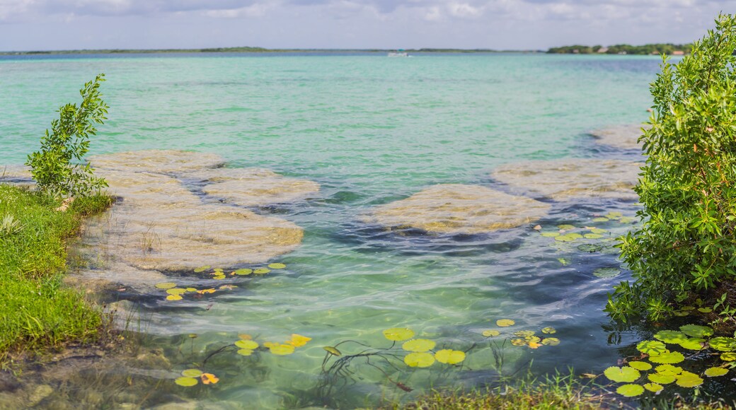 Stromatolites in the crystal-clear waters of Bacalar Lake, Mexico. Ancient natural formations in a stunning tropical setting. Nature, geology, and travel concept