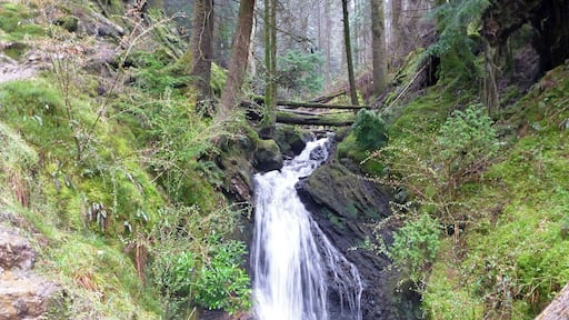 Puck's Glen, a scenic ravine near Benmore Botanic Garden on the Cowal peninsula in Argyll and Bute, Scotland, with a path beside the river providing a scenic walking route which is a popular feature of the Argyll Forest Park. A forestry track crosses the river by a bridge at the top of the main part of the path, the Upper Puck's Glen Loop continues the path up to where it meets the Black Gates Trail