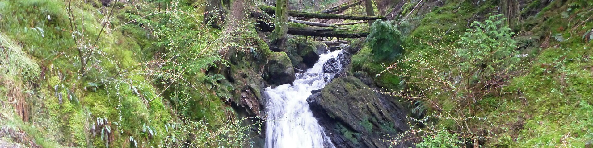 Puck's Glen, a scenic ravine near Benmore Botanic Garden on the Cowal peninsula in Argyll and Bute, Scotland, with a path beside the river providing a scenic walking route which is a popular feature of the Argyll Forest Park. A forestry track crosses the river by a bridge at the top of the main part of the path, the Upper Puck's Glen Loop continues the path up to where it meets the Black Gates Trail
