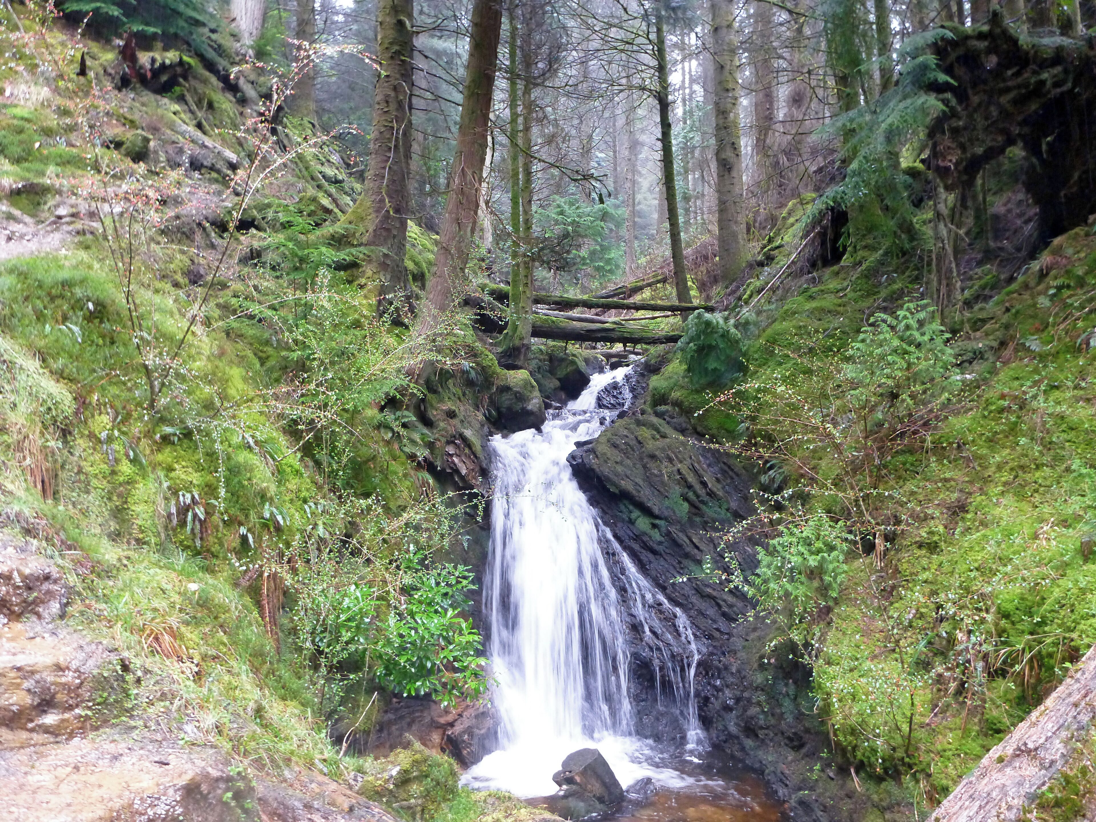 A waterfall in a forested area with moss-covered rocks and dense greenery.
