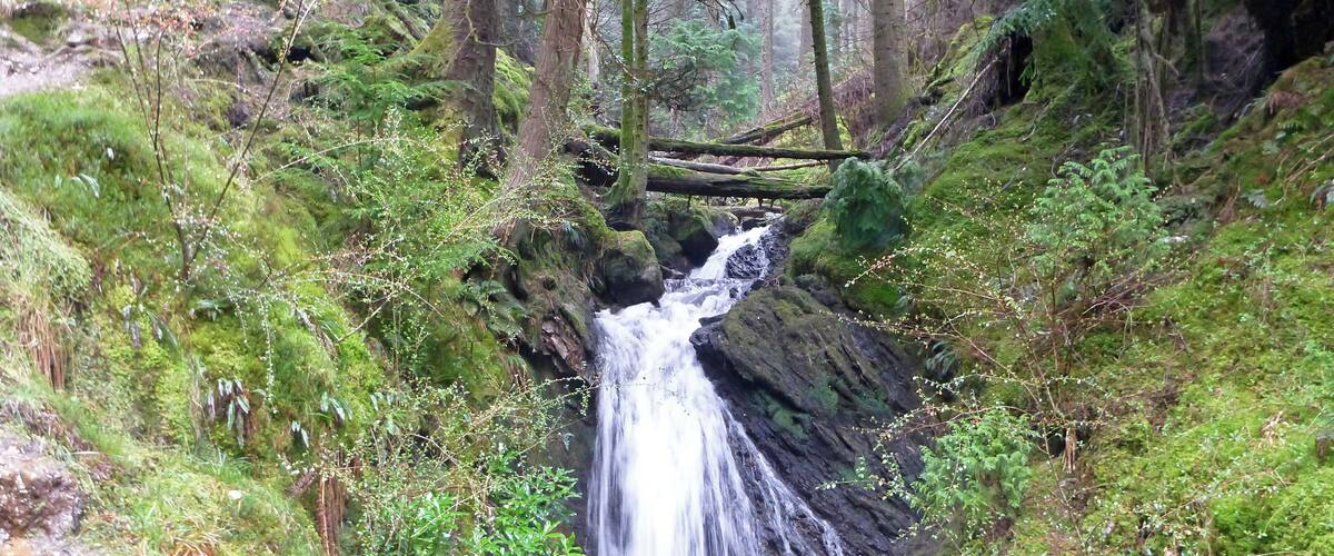 A waterfall in a forested area with moss-covered rocks and dense greenery.