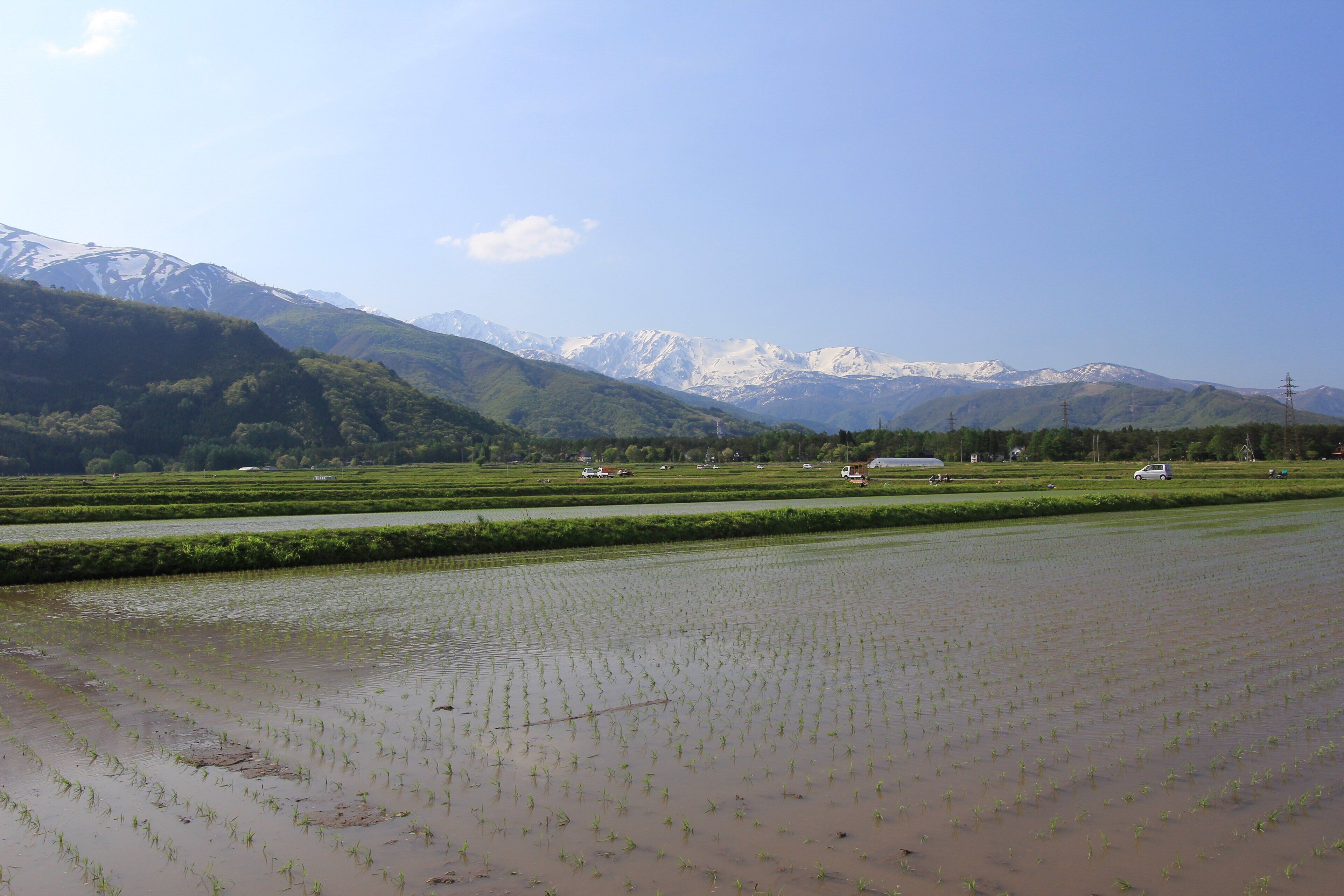 A rice paddy field with mountains in the background.