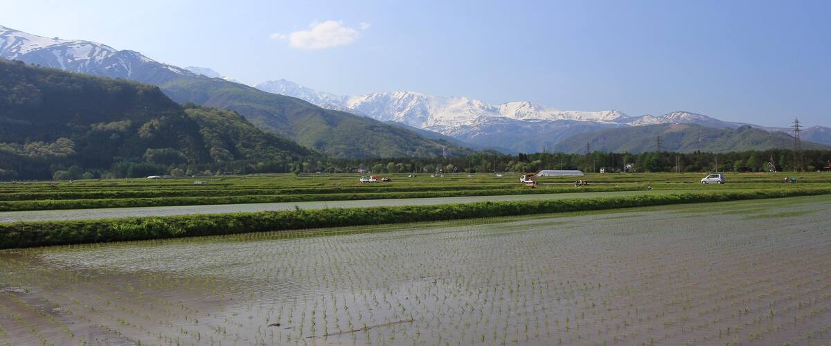 A rice paddy field with mountains in the background.