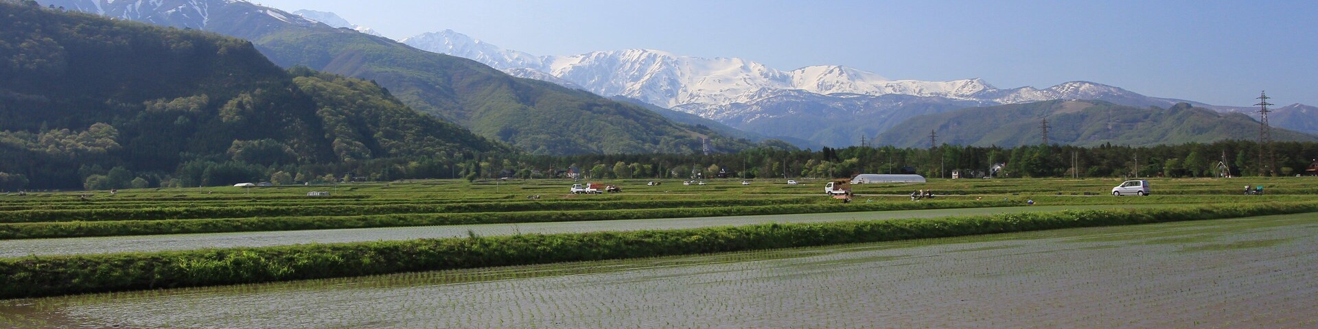 A rice paddy field with mountains in the background.