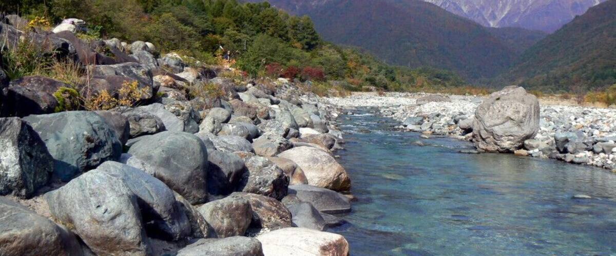 ็ฝ้ฆฌ็งๆฏ่ฒ