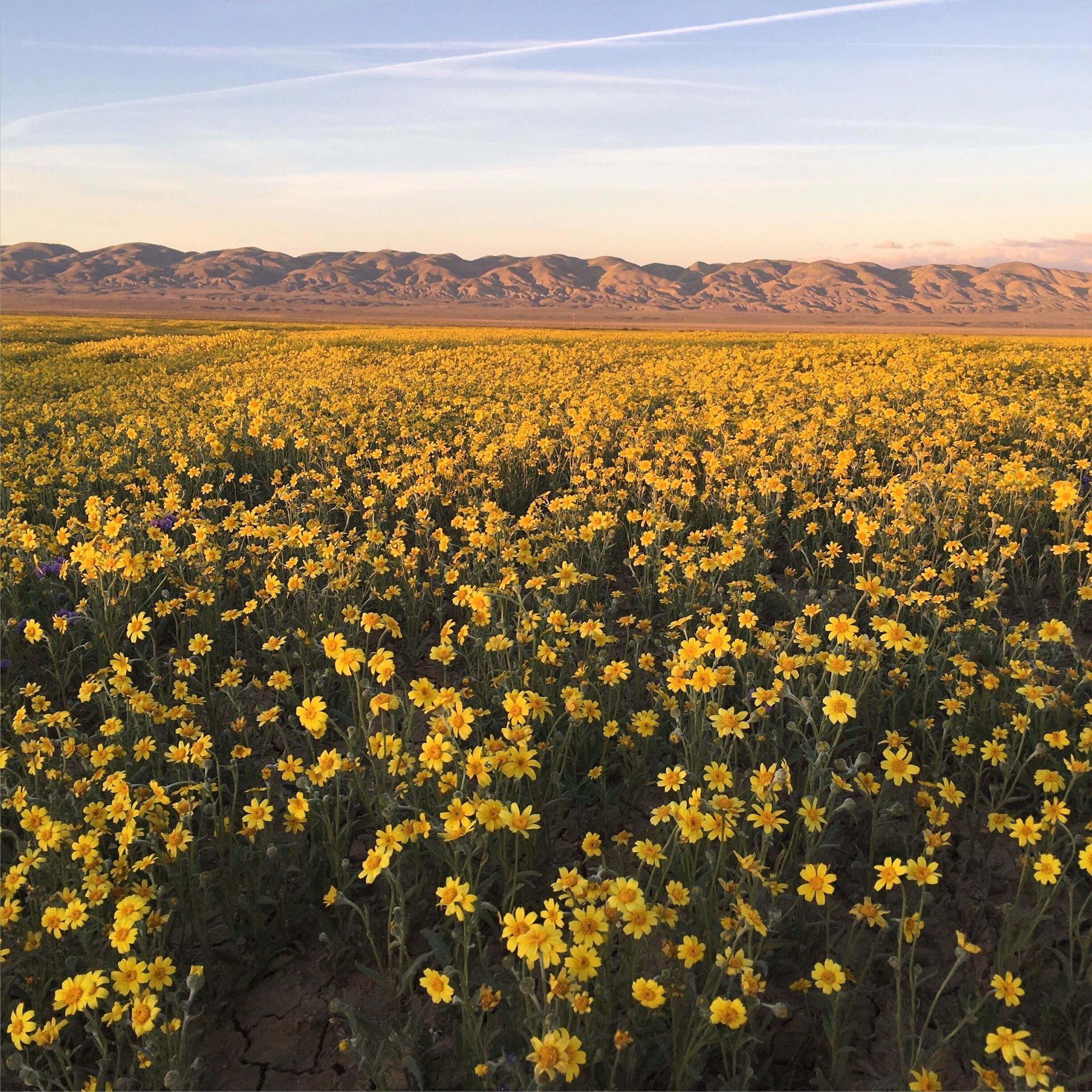 #Superbloom2016