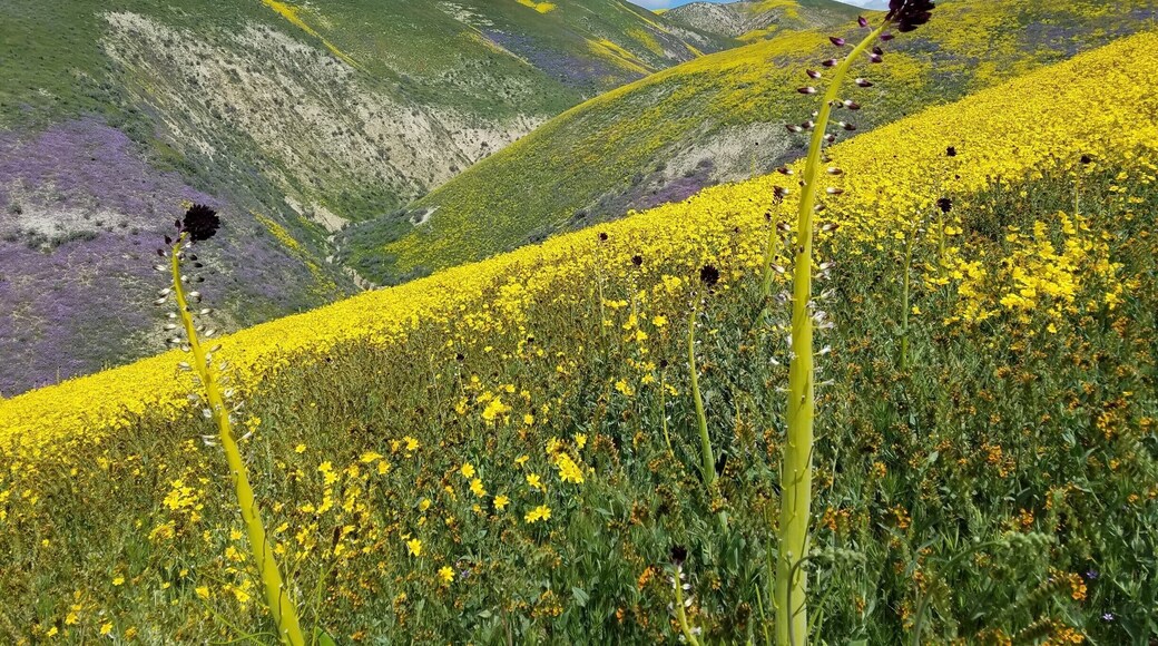 Carrizo Plains National Monument is home to endangered species such as the San Joaquin kit fox, and the giant kangaroo rat. It is also home to some of the most spectacular wildflower shows in Southern California. In 2017 the Carrizo Plains received record rainfall and the resulting wildflower blooms brought visitors from near and far to frolic in the #green fields lush with desert candles, phacelia and sunflowers!