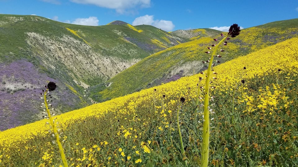 A field of yellow flowers with green hills in the background.