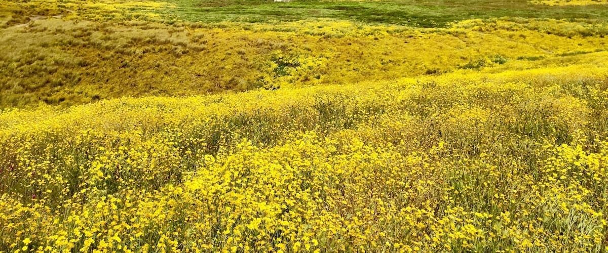 Superbloom Carrizo