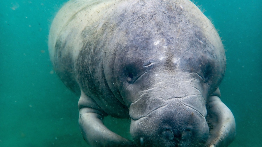 Florida manatee
