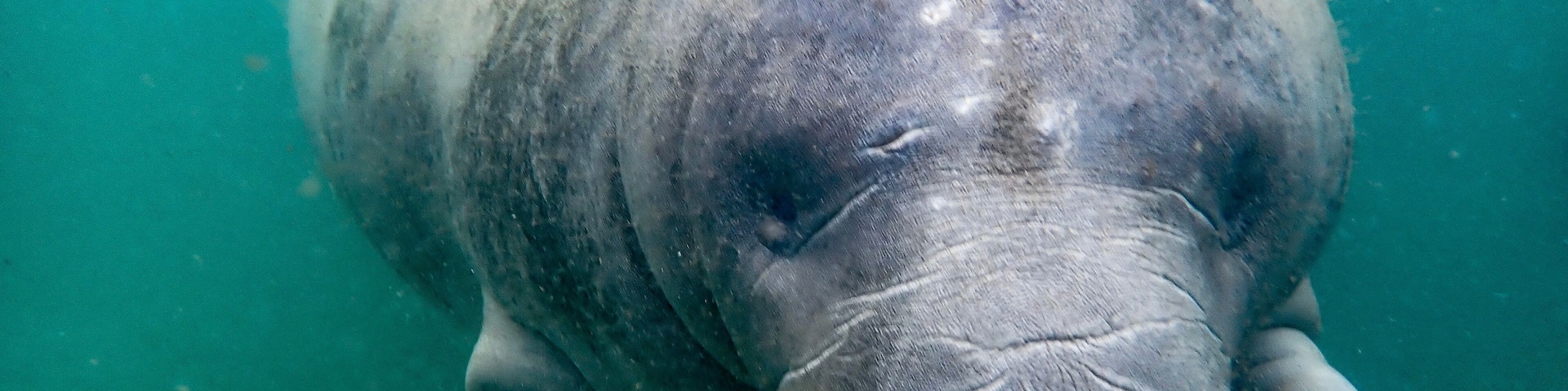 Florida manatee (Trichechus manatus latirostris) gazes contently, outside of Three Sisters Springs, Crystal River, Florida