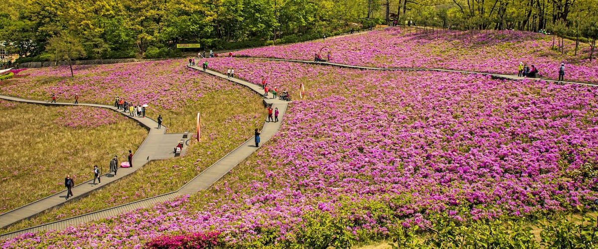 Nowon-gu, Seoul, South Korea - April 20, 2020: High angle and spring view of tourists on wood trail with pink azalea flowers at Bulamsan Butterfly Garden against Bulamsan Mountain