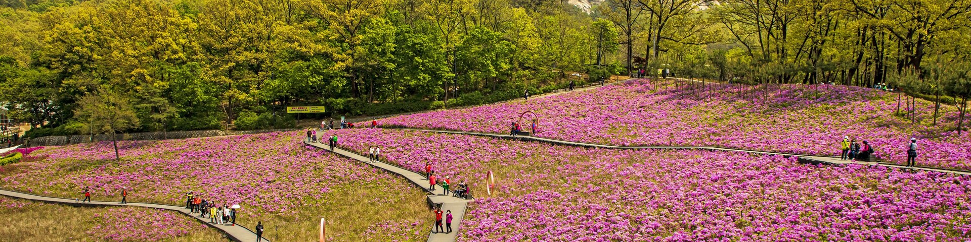 Nowon-gu, Seoul, South Korea - April 20, 2020: High angle and spring view of tourists on wood trail with pink azalea flowers at Bulamsan Butterfly Garden against Bulamsan Mountain