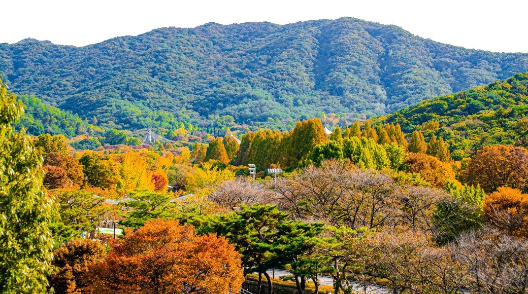 Beautiful scenery at Grand Park in South Korea during autumn season. isolate on transparent background.
