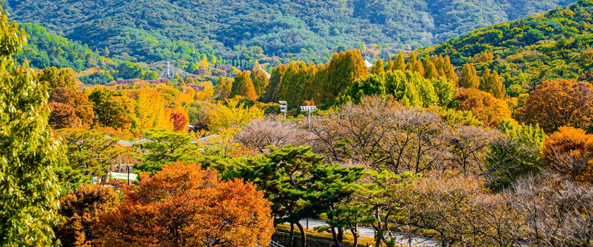 Beautiful scenery at Grand Park in South Korea during autumn season. isolate on transparent background.